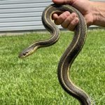 What a Snake in Your Dream vs. a Snake in Your House May Symbolize