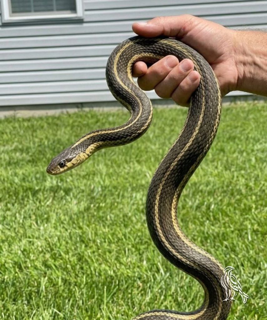 What a Snake in Your Dream vs. a Snake in Your House May Symbolize