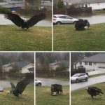 Giant Eagle captured in Bro!