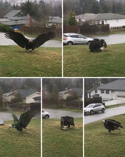 Giant Eagle captured in Bro!