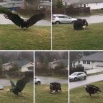 Giant Eagle captured in Bro!
