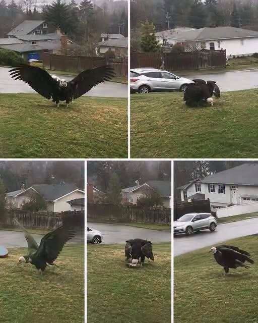 Giant Eagle captured in Bro!